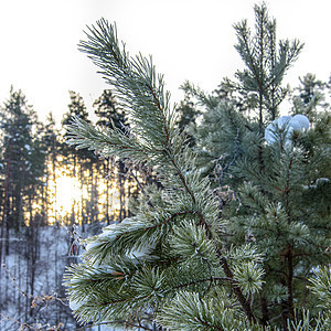 覆盖霜冻的松树枝云杉天空绿色白色树木松树植物蓝色美丽季节图片