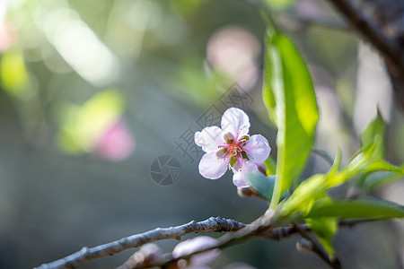 泰国清迈的樱花花花朵开花天空蓝色花园樱花寺庙土井花瓣季节植物痤疮图片
