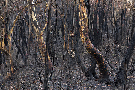澳大利亚灌林火灾烧毁的树木地貌图片