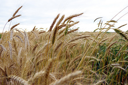 天空下小麦的金耳朵 对田野轻轻地关注农场谷物季节农业土地收成培育国家食物稻草图片