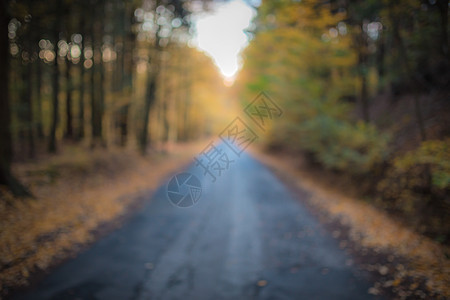美丽的焦点秋季森林有道路和阳光 有用的背景 福雷斯特中间的柏油路国家木头公园叶子场景小路风景季节日落车道图片