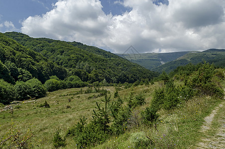 维托沙山黑色峰前的 格莱德和绿林全景叶子风景空地环境山毛榉森林针叶旅行松树植物图片