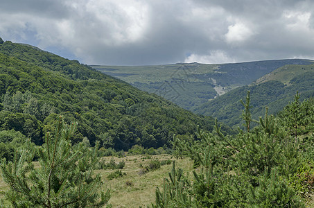 维托沙山黑色峰前的 格莱德和绿林全景空地山毛榉顶峰旅行树叶环境天空叶子松树森林图片