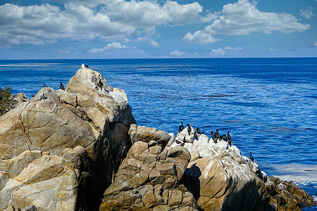岩石上的海鸟编队海岸线冲浪海浪海洋沿海支撑海景海岸薄雾图片
