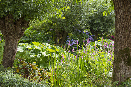 大花园 有花卉和鲜花绿色植物蓝色园艺紫色公园粉色花朵植物绿色白色图片