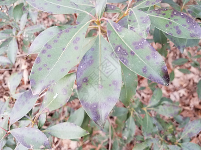 绿色树叶 带有黑斑点植物群疾病叶子黑点斑点黑色植物学图片