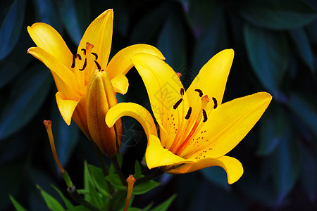 美丽的黄色百合花 可以用作背景材料 笑声花束植物生日作品宏观花园花瓣橙子雌蕊和平图片