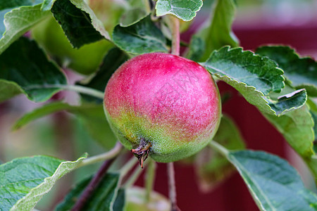 在花园的树上 有新鲜的成熟苹果叶子蔬菜水果饮食果园园艺植物农场苹果树食物图片