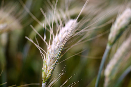 大麦耳朵成熟的夏季田 农业 农耕 收割 普通的贝利工厂金子农场小麦粮食稻草生长收获种子太阳土地图片