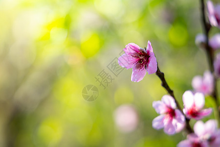 泰国清迈的樱花花花朵开花季节樱花植物旅行蜡质场景土井公园花瓣天空图片