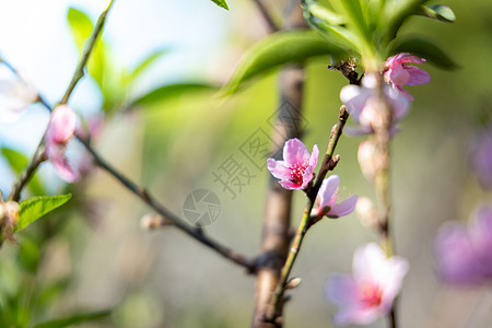 泰国清迈的樱花花花朵开花植物木头季节传奇公园寺庙蓝色花园天空樱花图片