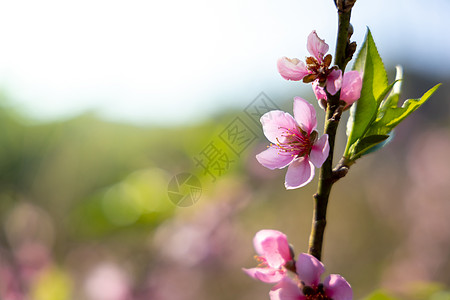泰国清迈的樱花花花朵开花痤疮旅行天空蓝色公园土井植物传奇红斑木头图片