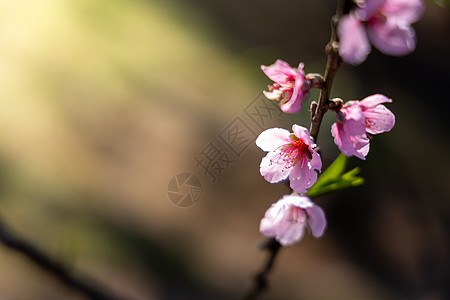 泰国清迈的樱花花花朵开花季节场景传奇花园土井公园痤疮蓝色花瓣樱花图片