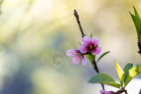 泰国清迈的樱花花花朵开花植物寺庙樱花季节公园蓝色传奇花园红斑木头图片