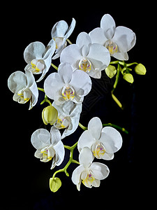 开阔的卤素兰花是白色的 锅里有稠密的叶子黑色优雅植物异国花瓣装饰兰花绿色风格黄色图片