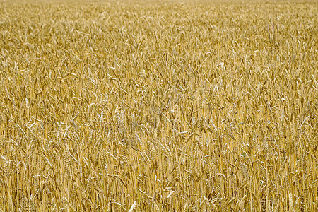 夏季末的小麦田已经成熟了玉米农村大麦面粉粮食生长植物小麦稻草耳朵图片