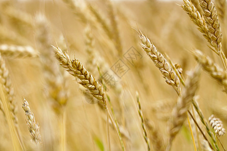 田地上小麦的耳朵 自然成份农场土地环境农村种子面包金子玉米收成农业图片