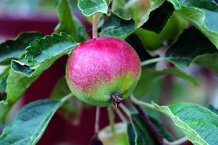 花园苹果树枝上的红苹果食物叶子小吃园艺收成蓝色生长植物茶点水果图片