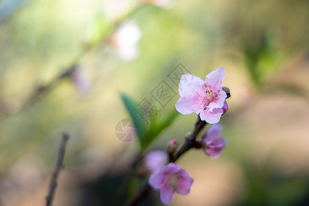 泰国清迈的樱花花花朵开花旅行蜡质木头花园花瓣樱花寺庙红斑土井传奇图片