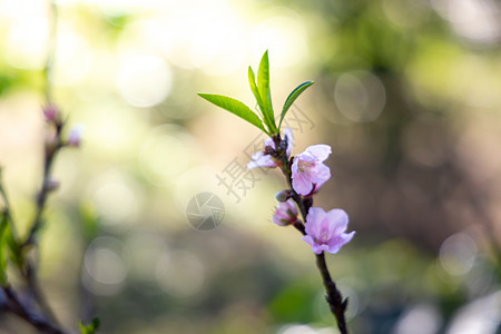 泰国清迈的樱花花花朵开花痤疮蓝色花园场景土井传奇天空红斑寺庙花瓣图片