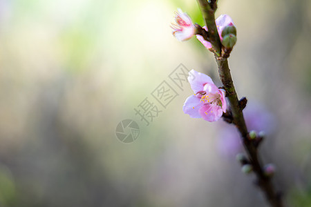 泰国清迈的樱花花花朵开花寺庙花瓣公园天空传奇土井蓝色季节木头樱花图片