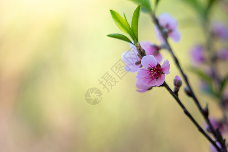 泰国清迈的樱花花花朵开花场景天空蓝色季节植物樱花传奇公园木头蜡质图片