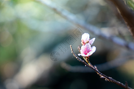 泰国清迈的樱花花花朵开花痤疮寺庙场景花瓣季节传奇樱花花园天空旅行图片