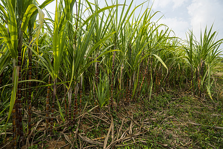 种植甘蔗以生产糖和食物 食品工业 甘蔗田 文化热带和行星桩 甘蔗厂从农场送到工厂制糖种植园农田场地汽油纤维生长生物叶子农民土地图片