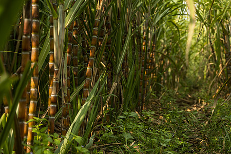 种植甘蔗以生产糖和食物 食品工业 甘蔗田 文化热带和行星桩 甘蔗厂从农场送到工厂制糖草本植物纤维汽油农业农田活力培育生物场地生长图片