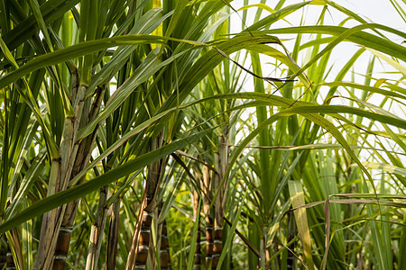 种植甘蔗以生产糖和食物 食品工业 甘蔗田 文化热带和行星桩 甘蔗厂从农场送到工厂制糖汽油燃料草本植物叶子环境培育农民土地生长纤维图片