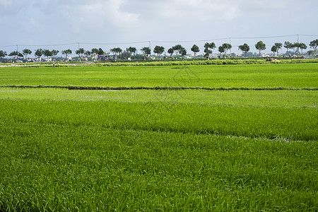 白天的绿色稻田 水稻的收获 水季和灌溉中美丽的稻田梯田 农业农场文化热带粮食农村日落天空阳光场地太阳图片
