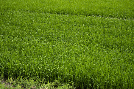 白天的绿色稻田 水稻的收获 水季和灌溉中美丽的稻田梯田 农业农村食物土地农场种植园收成太阳草地粮食生长图片
