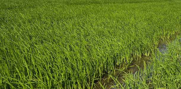 白天的绿色稻田 水稻的收获 水季和灌溉中美丽的稻田梯田 农业农田植物栽培农村场景草地农场太阳文化热带图片