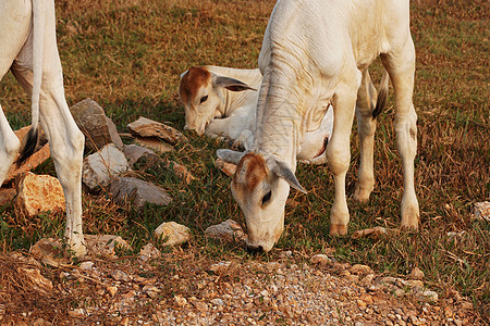 三只皮包骨头的白色柬埔寨母牛 亚洲柬埔寨南部贡布省的乡村景观 一群奶牛当地人村庄 农业和农业 动物场景生态文化牛奶水牛农场太阳全图片