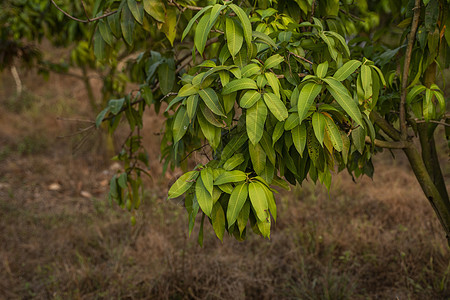 树上的青芒果 生长在亚洲领域的芒果树 芒果果树种植园 美味的水果富含维生素营养环境阳光收成农场橙子热带饮食食物农业图片