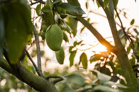 树上的青芒果 生长在亚洲领域的芒果树 芒果果树种植园 美味的水果富含维生素橙子叶子异国情调甜点食物季节饮食热带农场图片