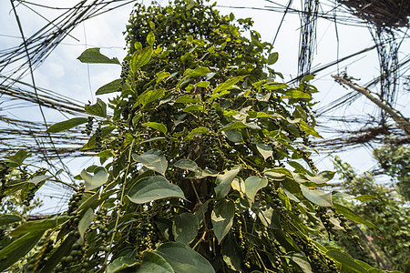 生长在亚洲种植园的黑胡椒植物 在树的成熟青椒 热带国家的农业 干燥前在树上撒上胡椒粉草本植物食物胡椒子烹饪场地香料农场植物群贡布图片