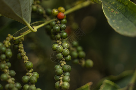 生长在亚洲种植园的黑胡椒植物 在树的成熟青椒 热带国家的农业 干燥前在树上撒上胡椒粉场地香料农田农村叶子水果草本植物烹饪花园食物图片
