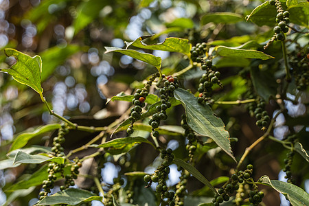 生长在亚洲种植园的黑胡椒植物 在树的成熟青椒 热带国家的农业 干燥前在树上撒上胡椒粉香料场地栽培食物植物群烹饪农田花园种子胡椒子图片