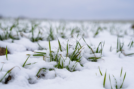 麦田在冬季被雪覆盖 冬小麦 绿草如茵 雪下的草坪 在寒冷中收获 为面包种植粮食作物 与庄稼文化的农业过程晴天场地生长天气农田土地图片