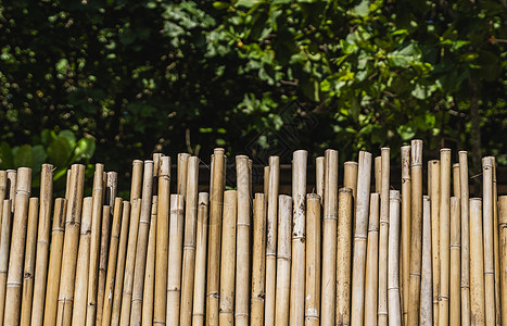 有绿色热带树的干燥竹篱芭在背景 生态自然背景概念枝条正方形生长森林木头管道绑定丛林文化风格图片