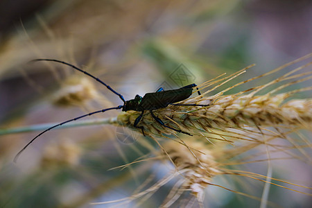 大麦耳朵上的小昆虫 有选择性的焦点收成种子面包植物昆虫学小麦季节草地场地农业图片
