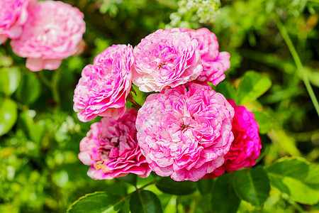 花园树枝上的红玫瑰季节香气花束玫瑰植物植物学衬套叶子花瓣公园图片