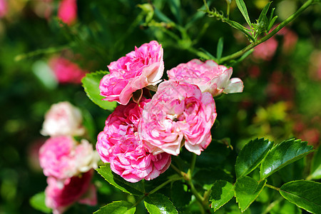 花园树枝上的红玫瑰玫瑰花束季节花瓣叶子衬套香气树叶植物园艺图片