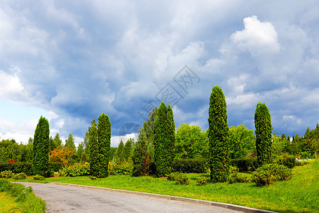 美丽的公园 绿色的Thuja 自然照片针叶叶子针叶树树叶森林宏观生态植物学衬套树篱图片