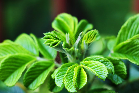 花朵粉红玫瑰花和绿叶 春 夏天植物照片背景图片