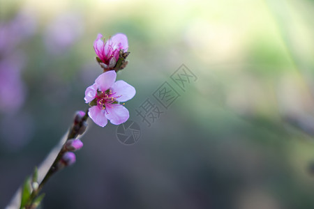 泰国清迈的樱花花花朵开花樱花土井蓝色旅行场景天空痤疮公园植物季节图片