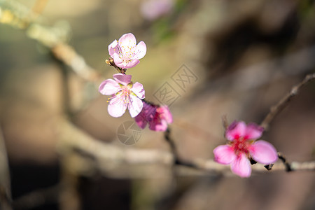 泰国清迈的樱花花花朵开花场景天空蜡质旅行樱花植物季节公园木头蓝色图片