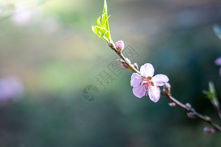 泰国清迈的樱花花花朵开花花瓣痤疮场景蜡质花园天空土井旅行季节木头图片