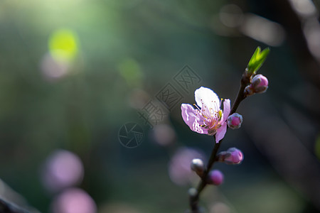 泰国清迈的樱花花花朵开花公园土井季节传奇寺庙蜡质木头场景植物樱花图片